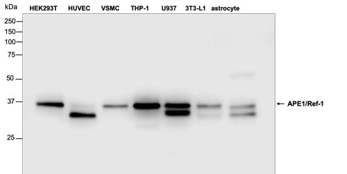 Antibody
